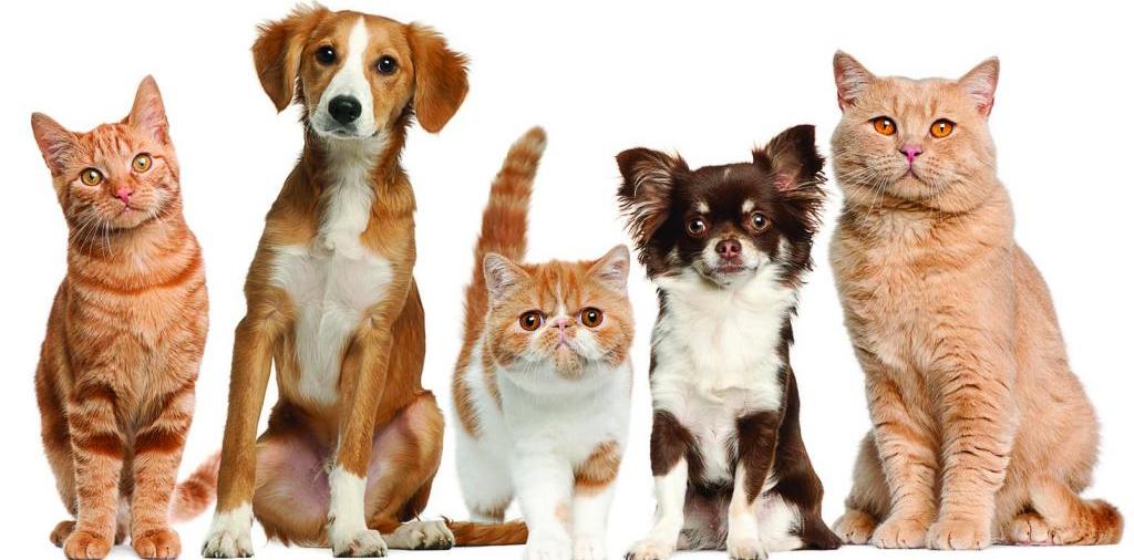 Доска объявлений о животных | ЗооТом - продажа, вязка и услуги для животных в Павловском Посаде