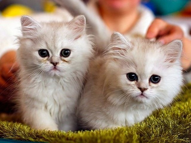 Породы кошек в Павловском Посаде | ЗооТом портал о животных