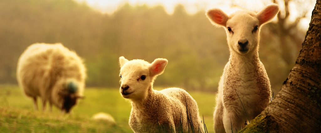 Объявления о сельскохозяйственных животных | ЗооТом - продажа, вязка и услуги для животных в Павловском Посаде