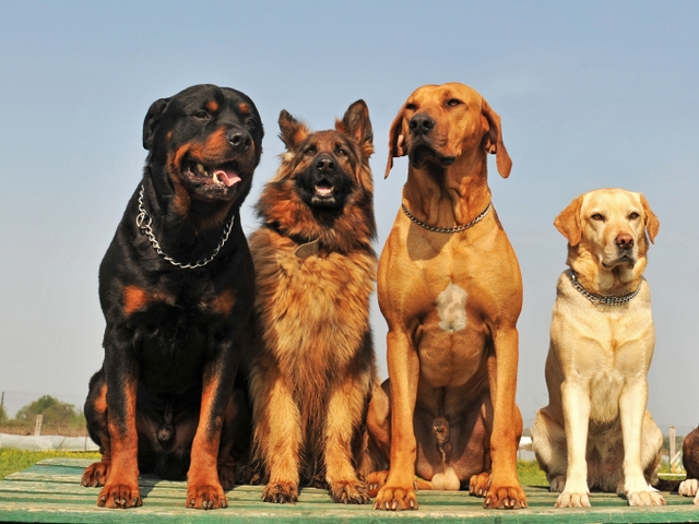 Крупные породы собак в Павловском Посаде | ЗооТом портал о животных